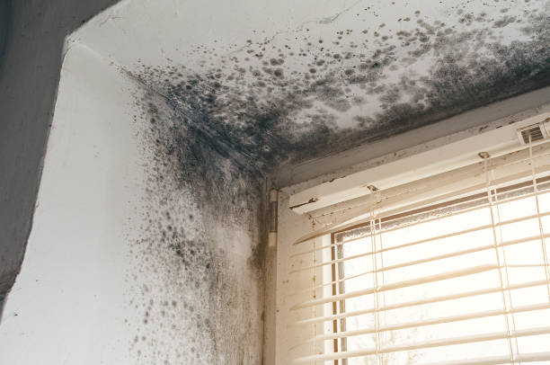 Affordable Crawl Space Mold Remediation solutions in Joint Base Mdl, NJ